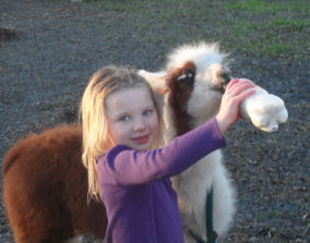 young llama with child