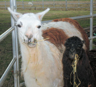 two llamas